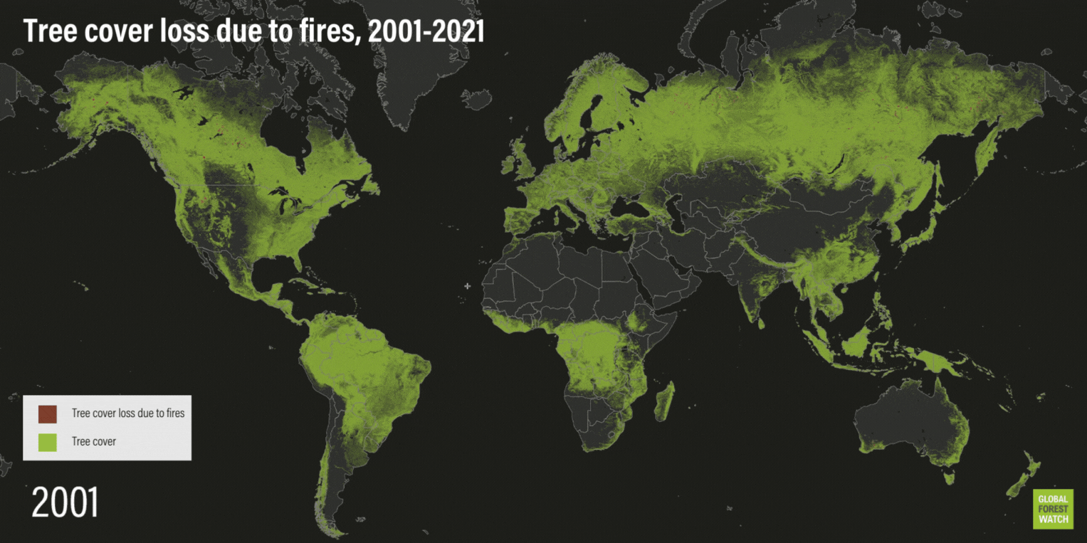 森林火灾造成的树木覆盖面积随时间变化的世界地图(2001-2021年)