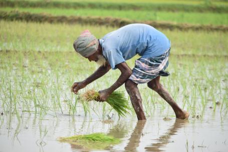 一位孟加拉国农民正在照料他的稻田。