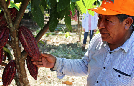 一位咖啡农正在检查树上的咖啡豆。
