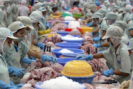 在越南加工鱼类的工人