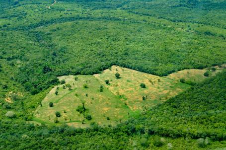 亚马逊雨林中部的一片空地