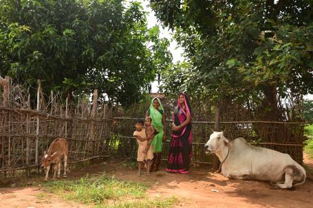 在印度的Sidhi区，两名妇女和两名儿童和两头牛站在外面。