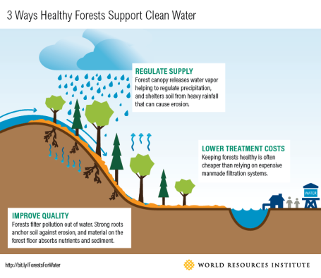 这幅图描述了森林支持清洁水的3种方式