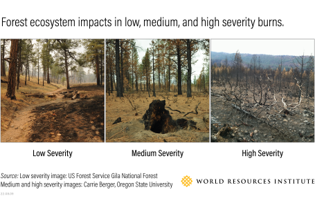 低、中、高严重烧伤森林生态系统照片