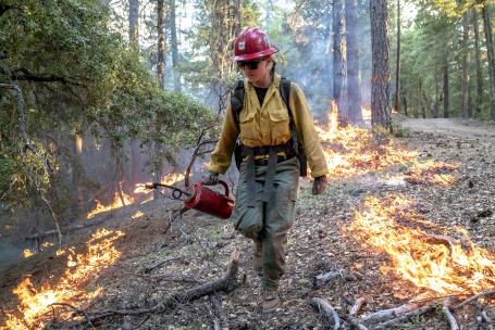 消防队员进行规定的燃烧，设定计划的火清除灌木丛，恢复森林健康。