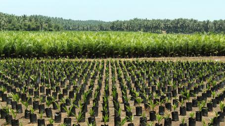 苏门答腊岛明古鲁附近的油棕种植园。詹姆斯·安德森/WRI拍摄