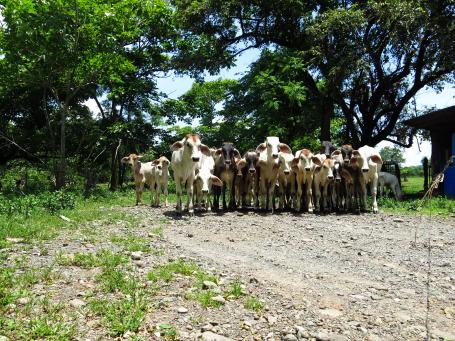 哥斯达黎加的牛。图片由Luciana Gallardo Lomeli/WRI提供