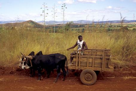 农民在马达加斯加。图片来自Michele Molinari/Wikimedia Commons