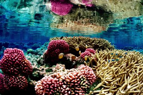 帕尔米拉环礁国家野生动物保护区的珊瑚礁。Flickr/ usfw -太平洋地区
