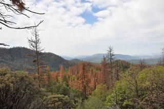 加利福尼亚州红杉国家森林休谟湖护林员区死去的黄松和糖松。致谢:美国农业部林务局