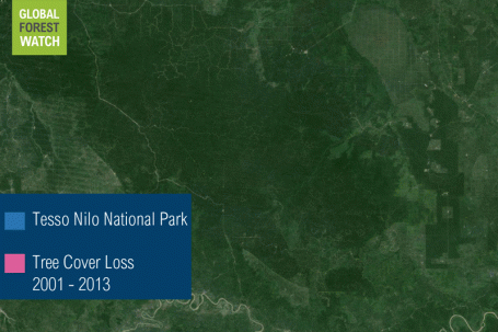 自2000年以来，Tesso Nilo已经清除了超过47,000公顷(116,000英亩)的树木覆盖。