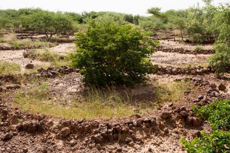 在尼日尔，树木在恢复土地上保持水分。罗德里戈兹/ GLF