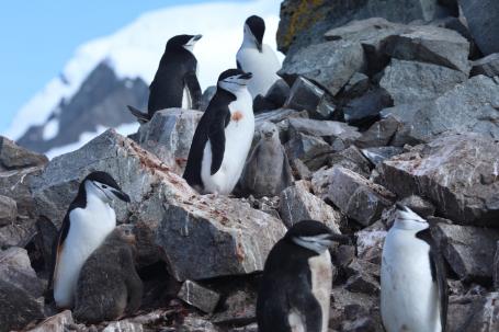 一些企鹅物种正在适应更温暖的温度，而另一些种群正在减少。Kelly Levin/WRI拍摄