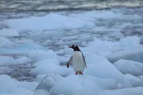 随着磷虾数量的减少，一些企鹅开始依赖新的食物来源，包括鱼和乌贼。Kelly Levin/WRI拍摄