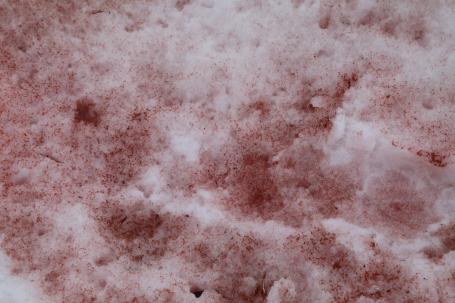 不断上升的气温使得藻类大量生长，使雪呈现出红色。Kelly Levin/WRI拍摄