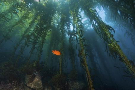 海洋可能提供潜在的碳去除选择，就像海藻种植，这也可能有生态效益。图片由国家公园管理局提供