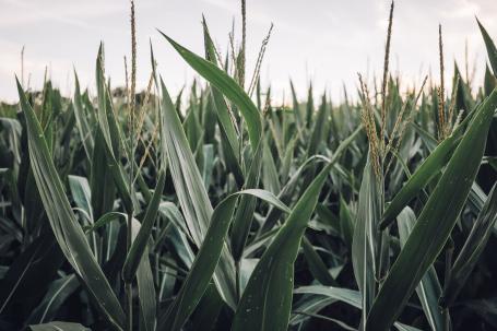 超过3亿人依赖玉米作物，而这种作物正面临着气候变化的严重风险。必威官网是真的吗图片来自Wes Hicks/Unsplash