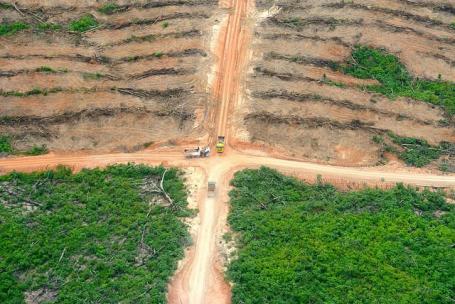由圣克拉拉·德·乌丘尼亚（Santa Clara de Uchunya）棕榈油开发引起的森林砍伐。图片由雨林救援/flickr