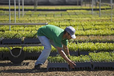 巴西瓜拉普瓦瓦附近的国有苗圃，工人在处理树苗。斯科特·沃伦摄/自然保护协会