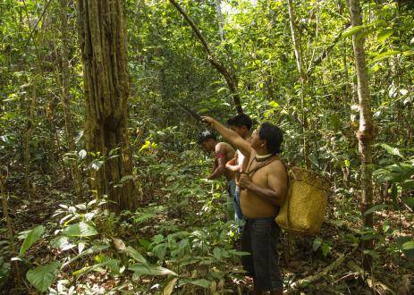 调查森林景观的土著人民