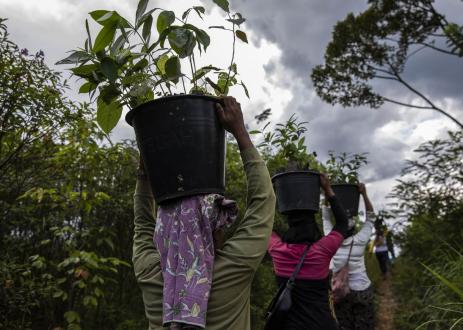 妇女社区成员在印尼苏门答腊种植新成熟树苗