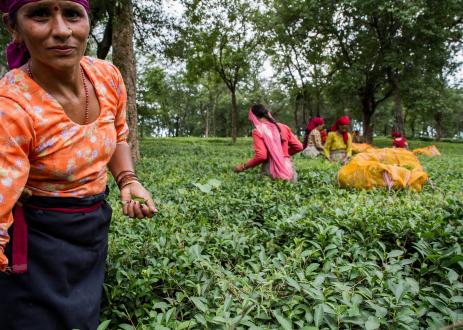 在印度茶叶丰收