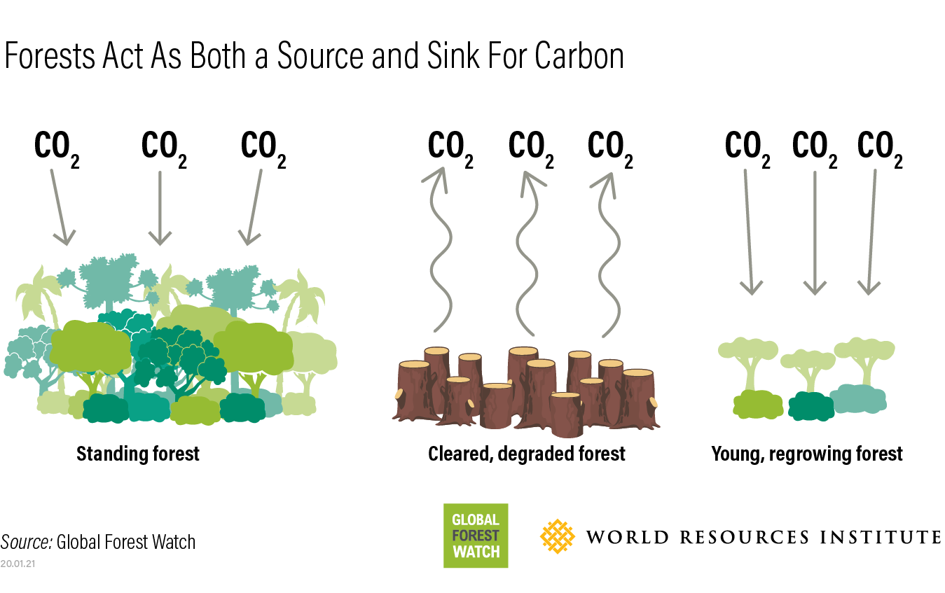 森林中的碳通量